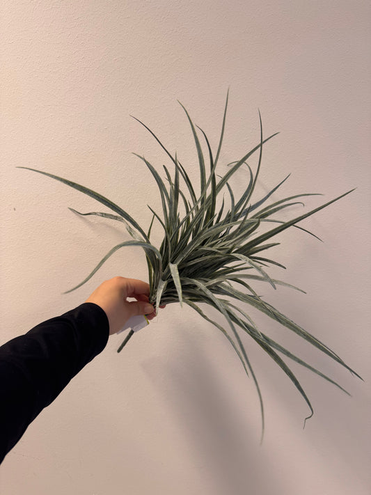 Gras (Kunstplant)