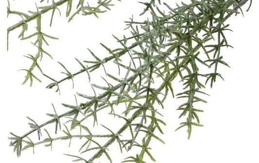 Asparagus (kunstbloem)