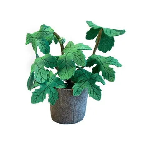 Vilten plant Ficus
