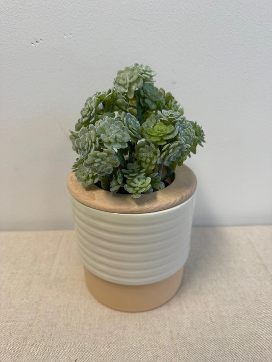 Vetplantje (Kunstplant)