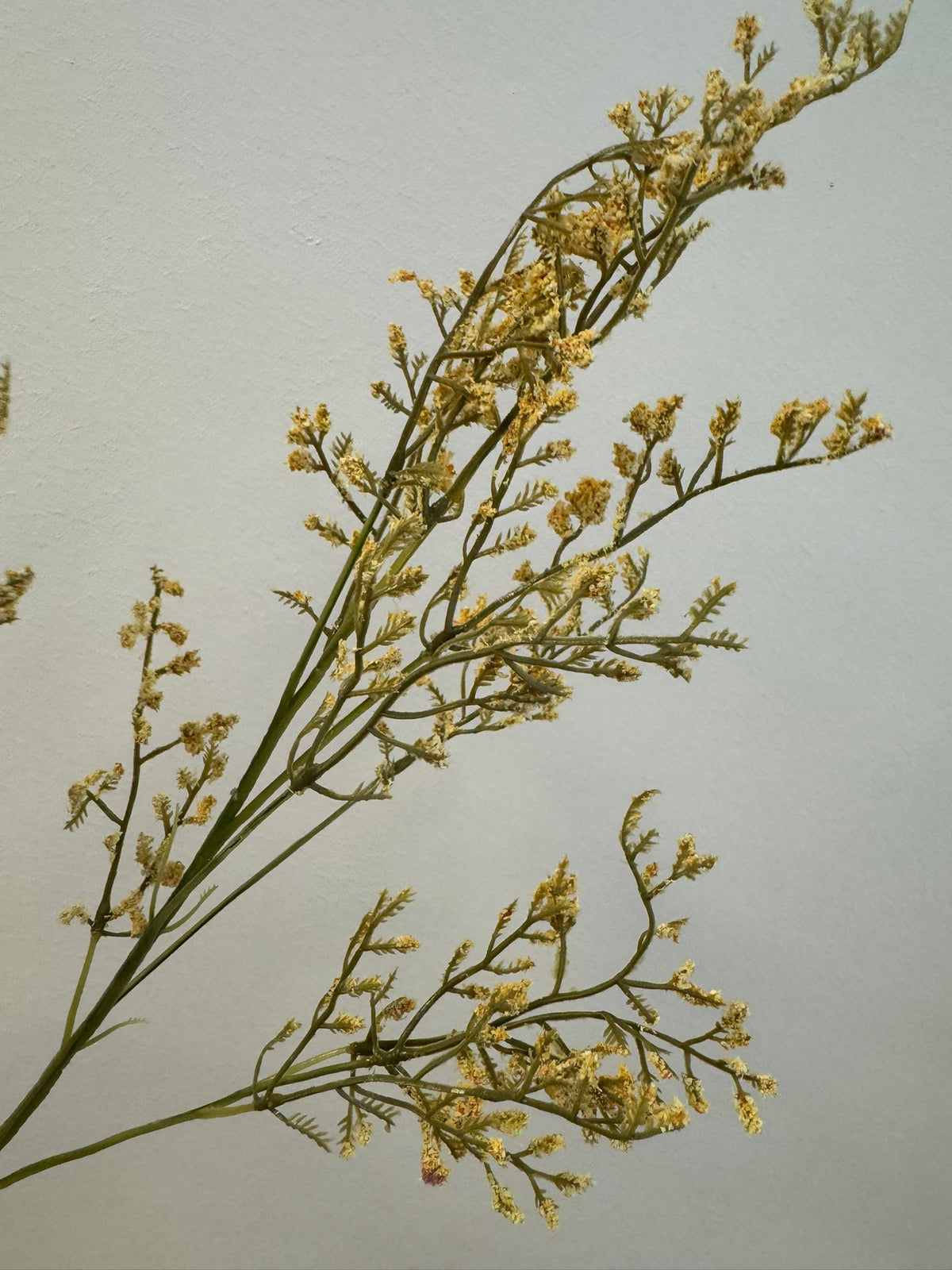 Limonium (kunstbloem)