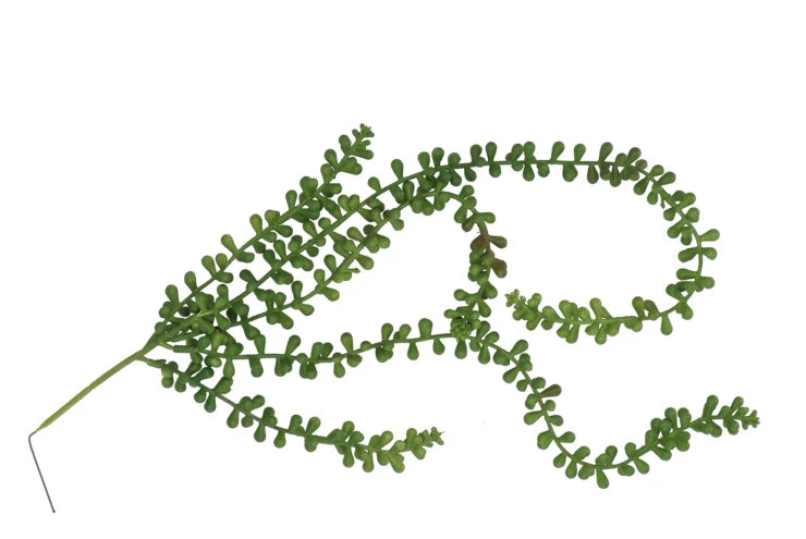 Grote Erwtenplant (tweede keus)