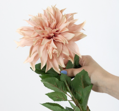 Chrysant Joyce