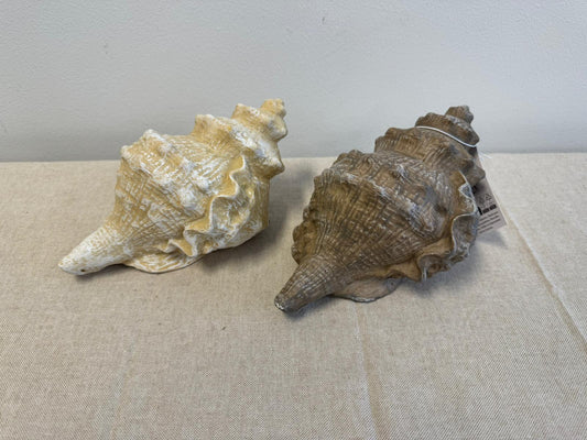Ornament Schelp