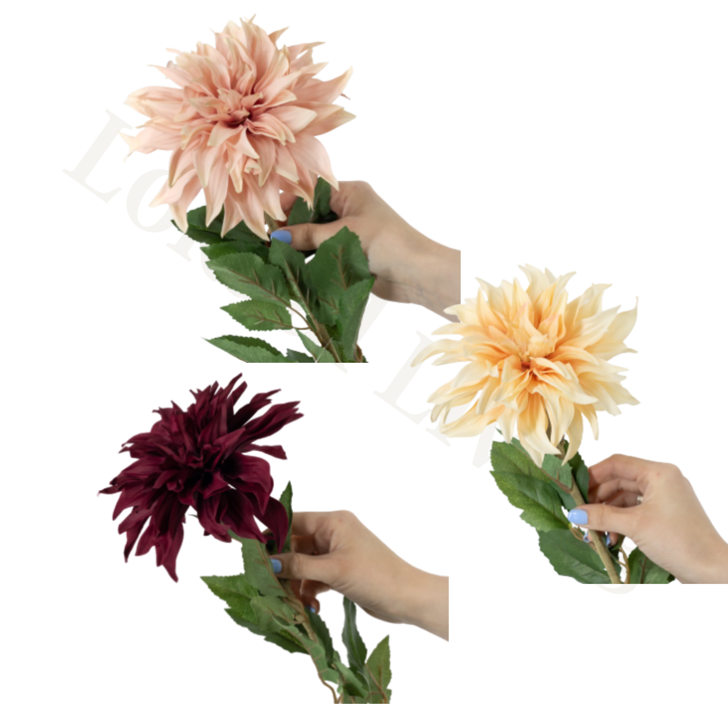 Chrysant Joyce